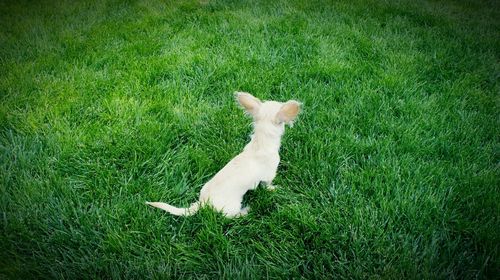 High angle view of dog lying on field