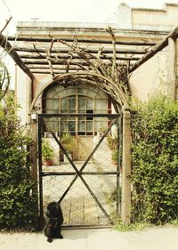 Dog on built structure