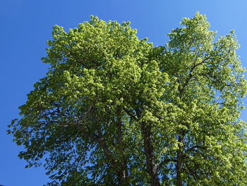 Low angle view of tree against clear blue sky