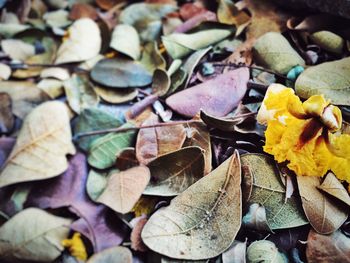 Leaves on ground