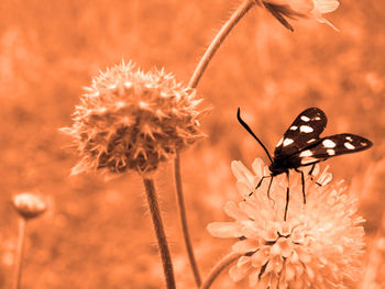 Close-up of butterfly pollinating on flower