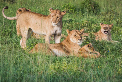 Pack of lions relaxing on grass