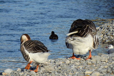 View of birds at lakeshore