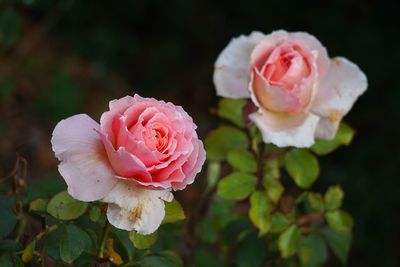 Close-up of pink roses blooming outdoors