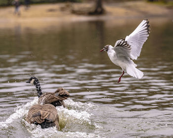 Bird flying over lake