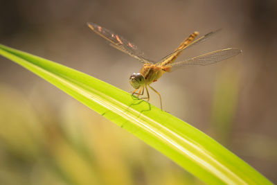 Close up of red dragonfly on green leaf, blurred background.