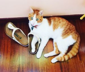 Portrait of cat lying on hardwood floor