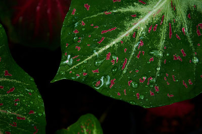 Close-up of wet plant with red leaves