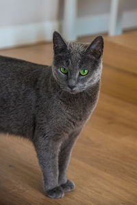 Portrait of cat on hardwood floor