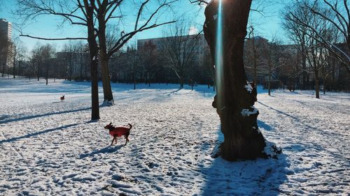 Bare trees on snow covered landscape