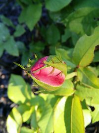 Close-up of insect on leaf