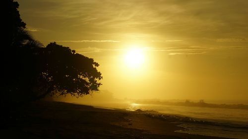 Sun shining through trees