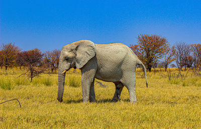 View of elephant on field against sky