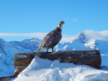 Close-up of bird perching on rock against blue sky
