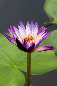 Close-up of purple lotus water lily in pond