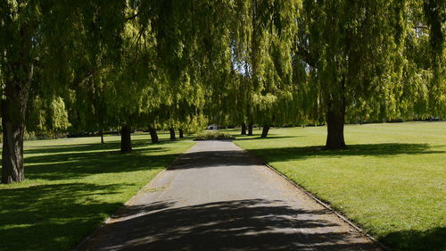 Footpath amidst trees in park