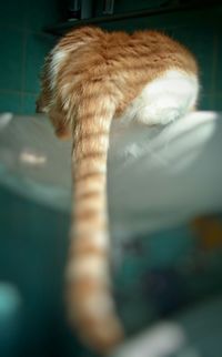 Close-up of cat