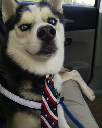 Close-up of dog sitting in car