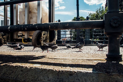 Pigeons perching on footpath