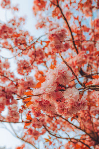 Low angle view of tree against sky