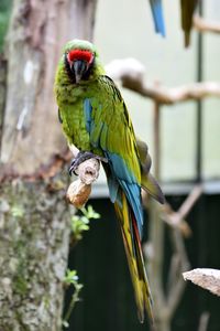 Close-up of parrot perching on tree