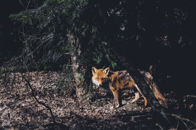 Fox standing by trees in forest