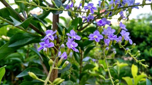 Close-up of purple flowering plants