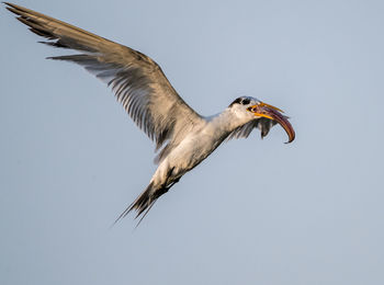 Low angle view of seagull flying