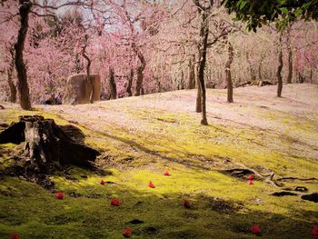 View of cherry blossom trees in forest