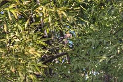 View of bird perching on tree