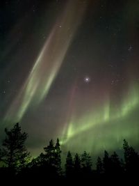 Low angle view of trees against sky at night