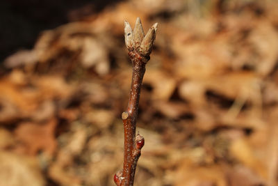 Close-up of dried plant on field