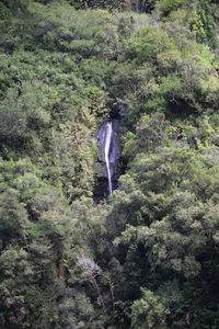 View of waterfall in forest