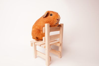 View of a stuffed toy against white background