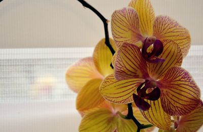 Close-up of yellow flower