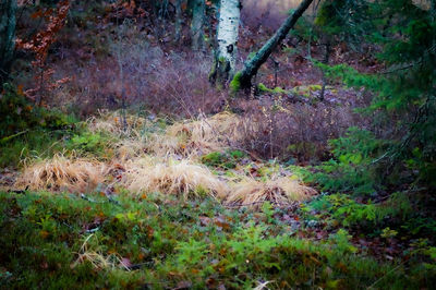 View of trees growing in forest