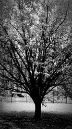 Bare trees against sky