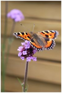 Close-up of butterfly on flower