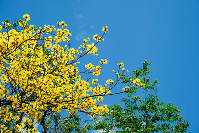 Low angle view of flowering tree against blue sky