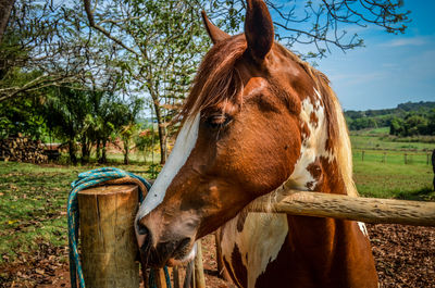 Horse standing on field