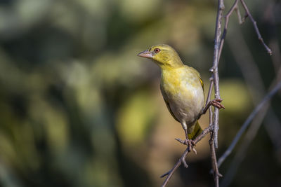 Close-up of bird perching on branch