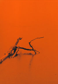 Dead tree in lake against orange sky at sunset