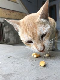 Close-up of cat eating food