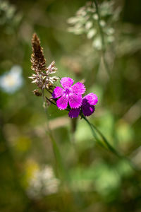 Close-up of purple flowering plant