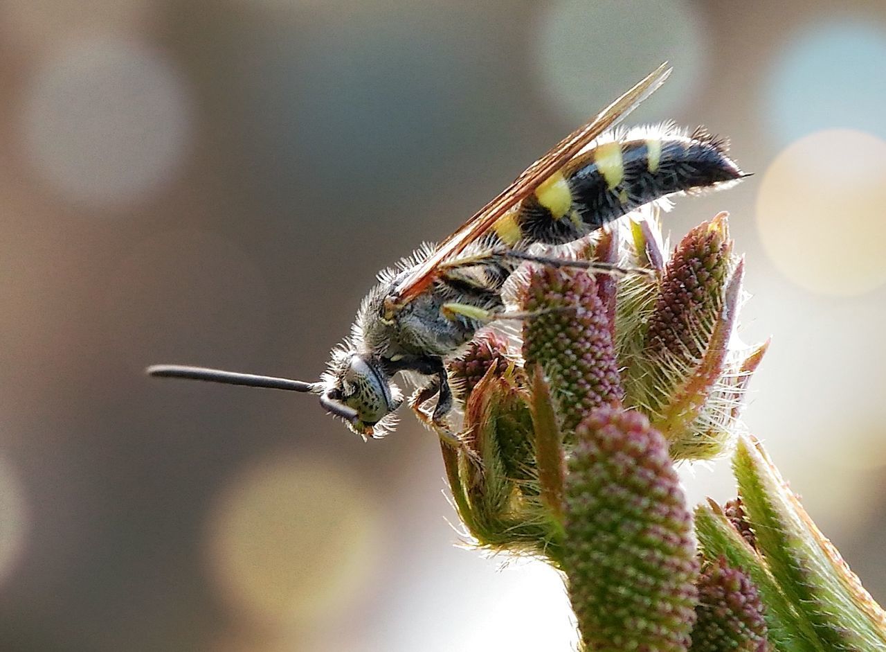 CLOSE-UP OF GRASSHOPPER ON FLOWER