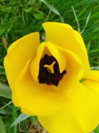 Close-up of yellow crocus blooming outdoors