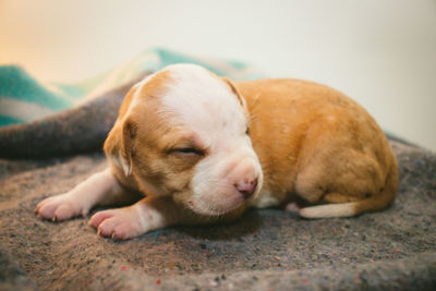 Pitbull puppy,