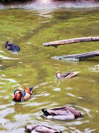 High angle view of ducks swimming in lake