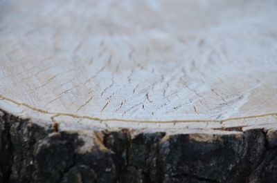 Close-up of tree stump