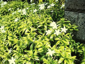 High angle view of flowering plants on field